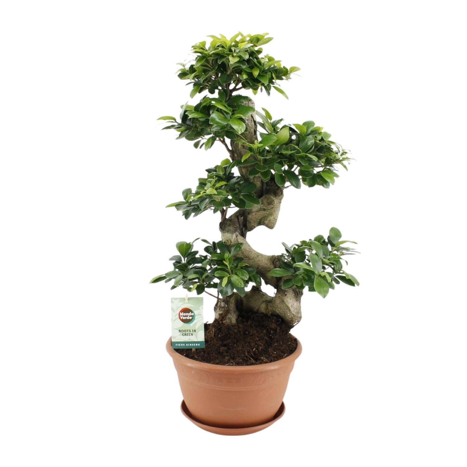 Ficus Ginseng – Das lebende Kunstwerk in Bonsai-Optik