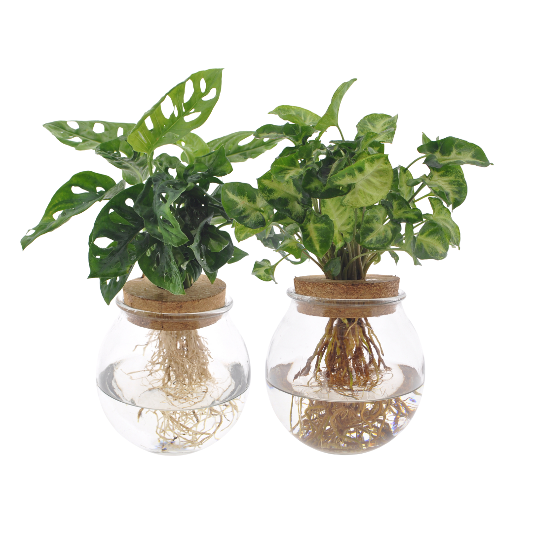 Bolglas Duo: Monstera Adansonii & Syngonium Green – Wurzelmagie im Glas