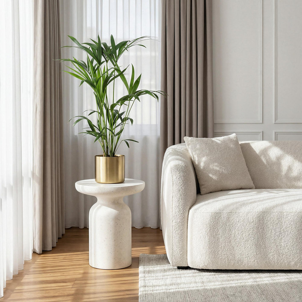 Howea forsteriana – Die elegante Kentia-Palme