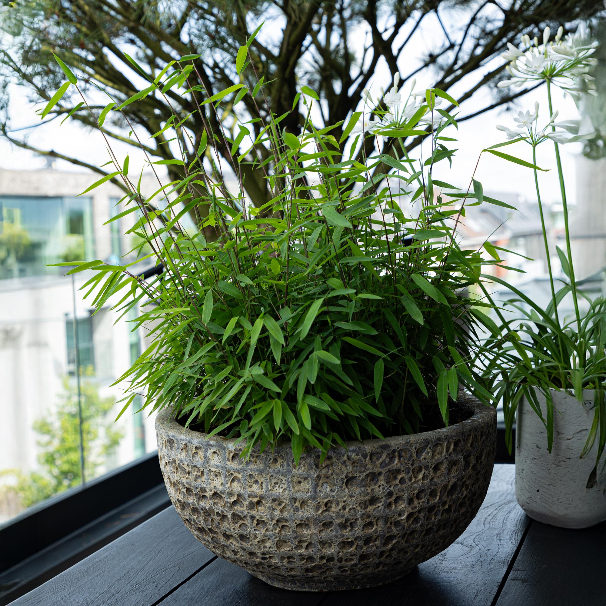 Bambus (Fargesia rufa) x2