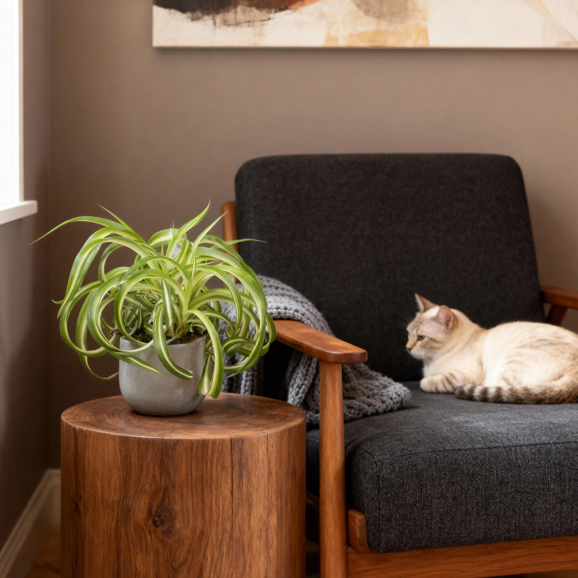 🌿 Chlorophytum comosum Bonnie (Grünlilie) – Ø 12 cm, 20–25 cm