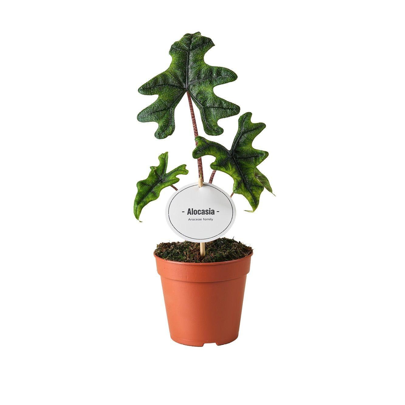 Alocasia Jacklyn – Ø 12 cm, 30 cm